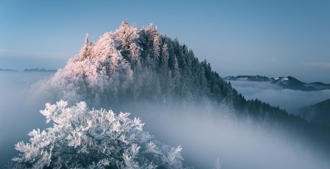 Mist, fog, tree, forest, winter wallpaper