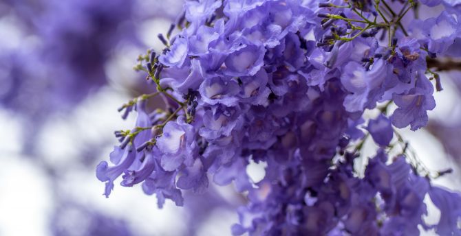 Blossom, purple white flowers, spring wallpaper