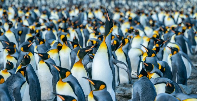 Penguin, flightless birds, herd wallpaper