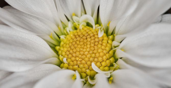Close up, petals, pollen, white gerbera wallpaper