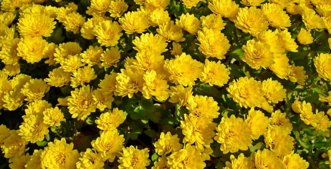 Chrysanthemum, yellow flowers, bloom wallpaper