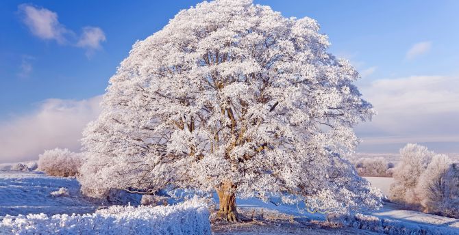 Winter, big tree, snowfrost, nature wallpaper