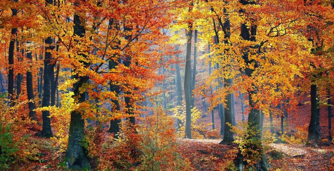 Autumn, trees, fallen leaves, forest, nature, landscape wallpaper