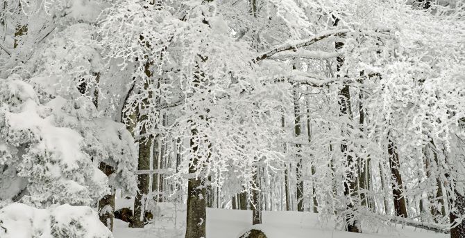 Forest, tree, winter, snowfall wallpaper