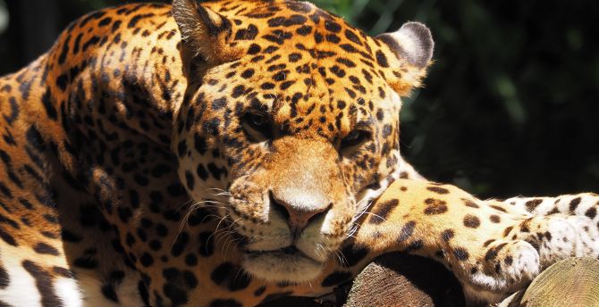 Jaguar, animal, predator, muzzle, wild wallpaper, hd image, picture