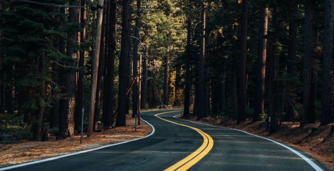 Road, yellow marks, trees, forest wallpaper