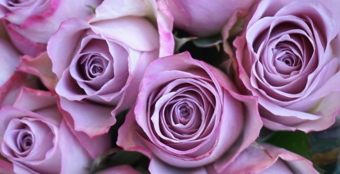 Purple rose, fresh, flowers wallpaper