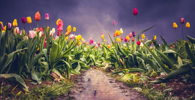 Farm of tulips, pink-yellow flowers, colorful wallpaper