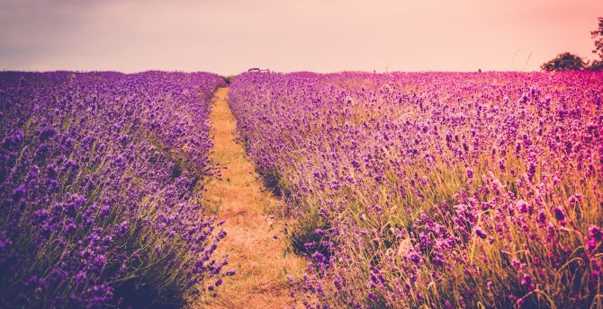Lavender, Farm field, flora, flowers, meadow wallpaper