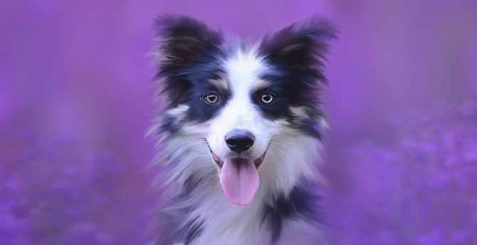 Dog, muzzle, Australian Shepherd, portrait wallpaper