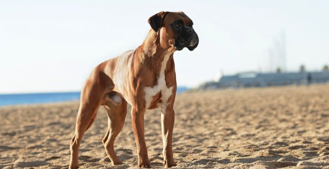 Boxer, dog, confident, pet wallpaper