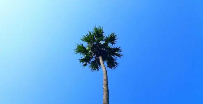 Palm tree, minimal, blue sky wallpaper