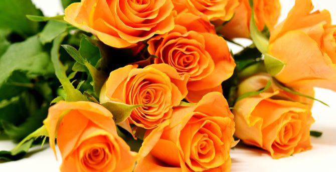 Roses, flowers, bouquet, orange wallpaper