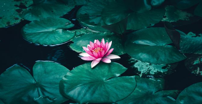 Lotus, flower, pink flower, pond wallpaper