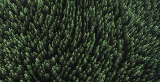Forest, aerial view, trees, green, nature wallpaper