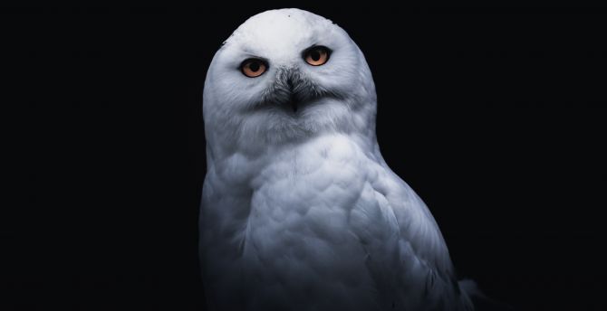 White owl, portrait wallpaper