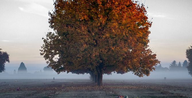 Tree, big, autumn, landscape wallpaper