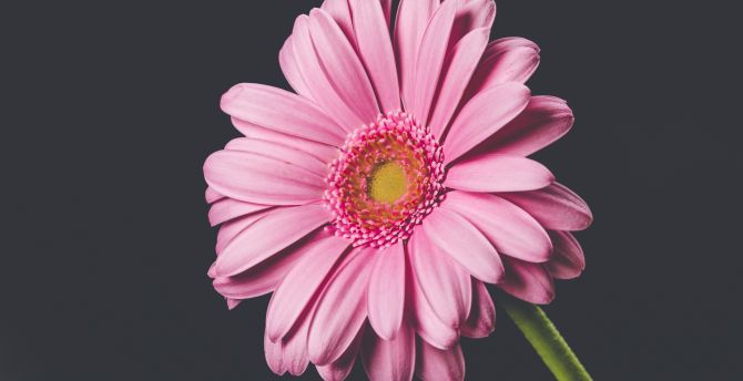 Pink Gerbera, flower, bloom, close up wallpaper