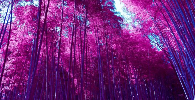 Bamboo forest, infrared photo, Kyoto, Japan wallpaper