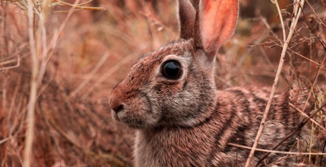 Hare, animal, cute wallpaper