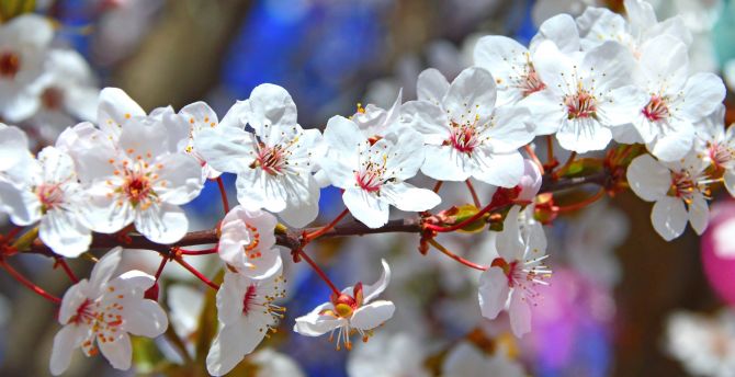 Tree branches, flowers, blossom, spring wallpaper