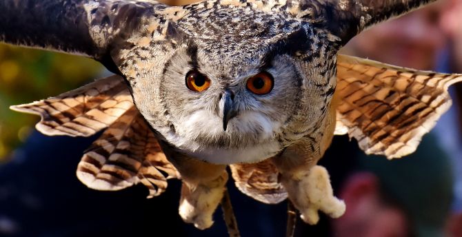 Owl, predator, muzzle, flight, bird wallpaper