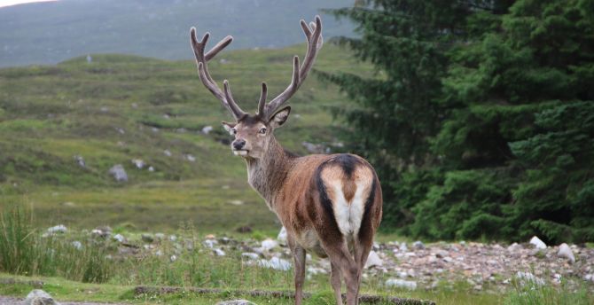 Deer, animal, horns wallpaper