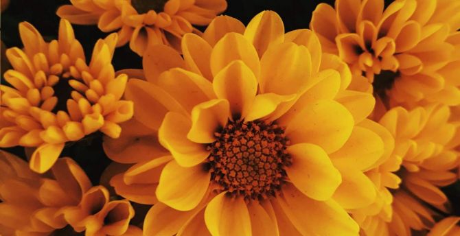 Blooming, flowers, yellow, close up wallpaper