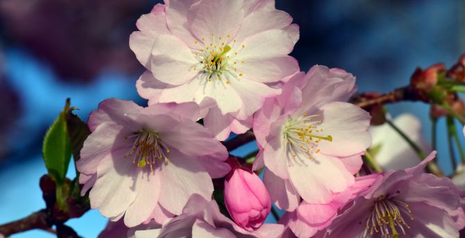 Close up, flowers, cherry blossom wallpaper