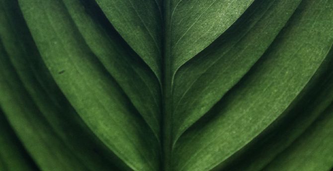 Leaf texture, green, macro wallpaper