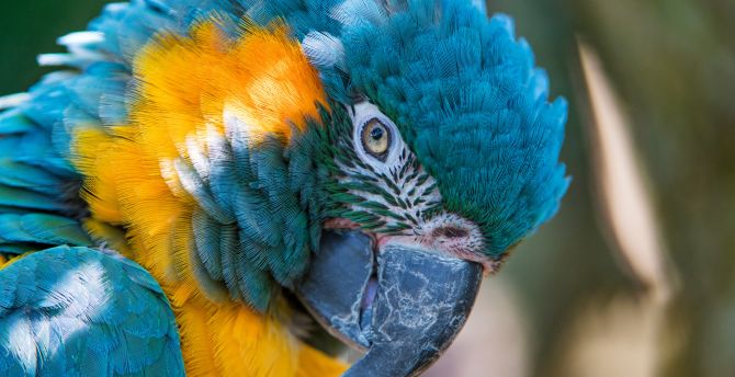 Macaw, parrot, colorful bird, muzzle, close up wallpaper