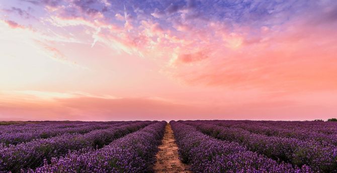 Lavender, flowers, farm, sunset wallpaper