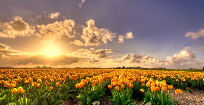Sunset, nature, tulip farm wallpaper