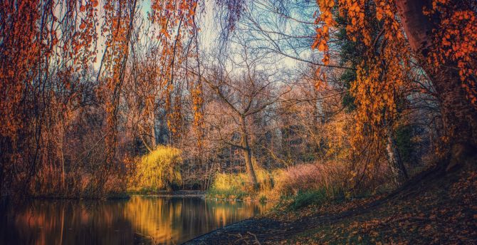 Lake, nature, tree, autumn wallpaper