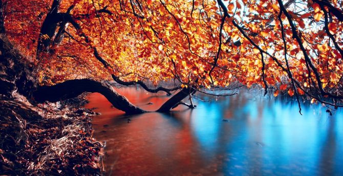 Autumn, nature, lake, reflections, submerged branches of trees wallpaper