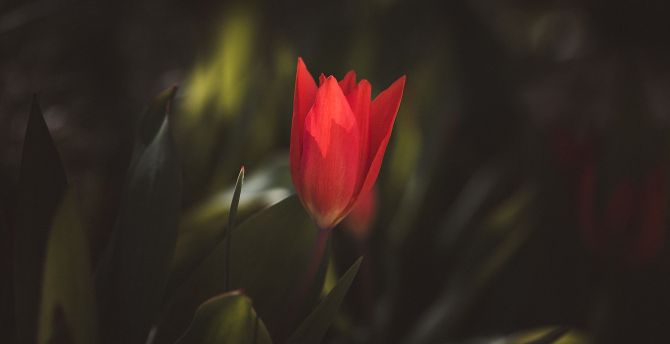 Red, tulip, blur, bud, portrait wallpaper