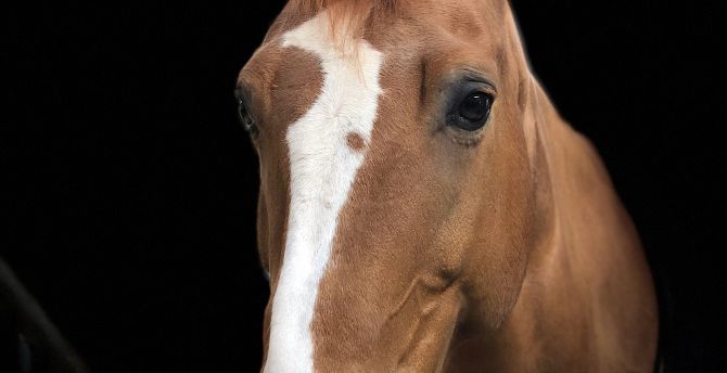 Horse, animal, muzzle wallpaper
