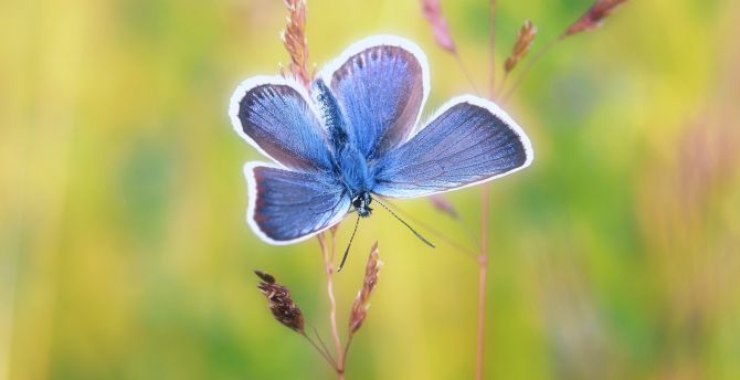 Blue butterfly, exotic wallpaper