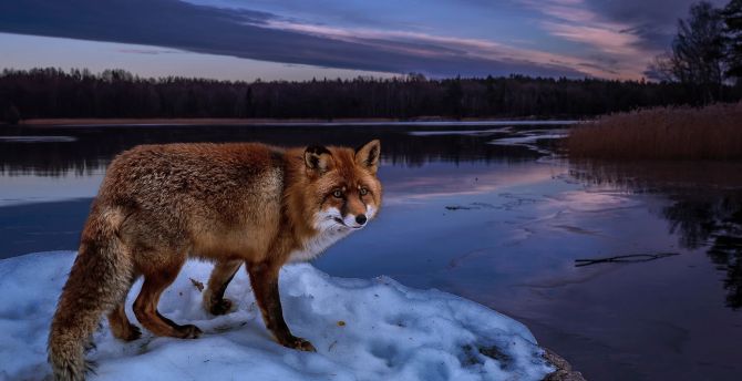 Wildlife, predator, fox, dawn, lake wallpaper