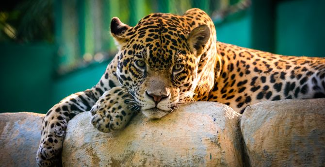 Jaguar, prdator, relaxed, wildcat, zoo wallpaper