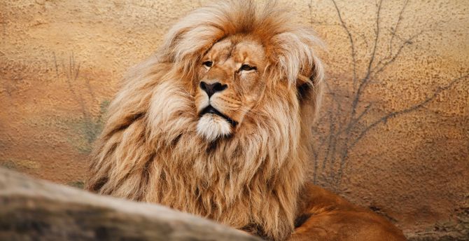 Wildlife, predator, Mighty Lion wallpaper