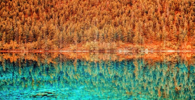 Trees, lake, forest, autumn, nature, reflections wallpaper