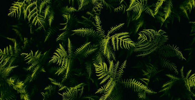 Tree branches, small & green wallpaper