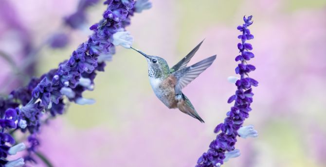 Flight, flowers, cute, hummingbird wallpaper