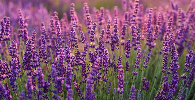 Lavenders, Lavender farm, plants wallpaper