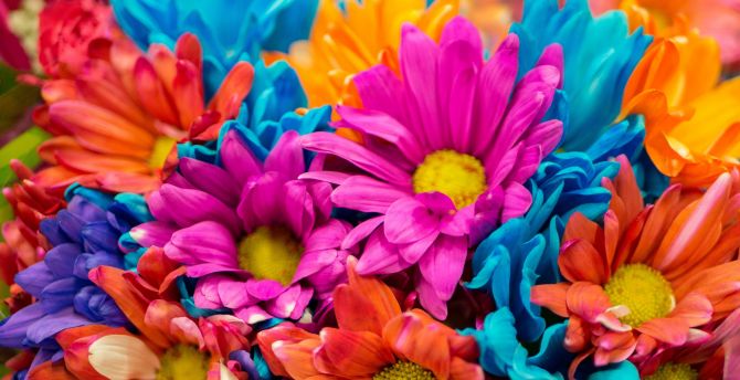 Colorful, flowers, close up wallpaper