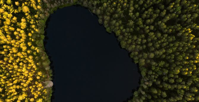 Lake, tree, aerial view wallpaper