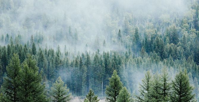Forest, fog, tree, nature, Montana wallpaper