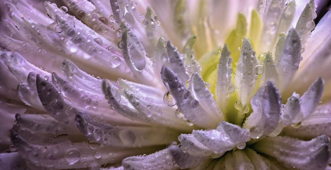 Drops, white blue flower, petals, close up wallpaper