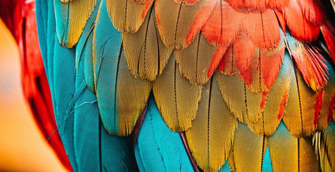 Colorful feathers, parrot, birds, close up  wallpaper